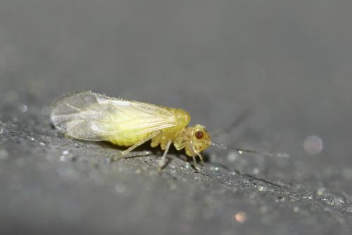 Valenzuela flavidus